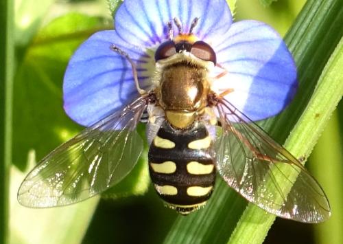 Eupeodes sp.